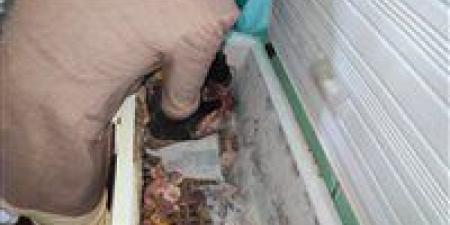 ضبط
      ما
      يقرب
      من
      طن
      لحوم
      غير
      صالحة
      للإستخدام
      الآدمي
      خلال
      حملات
      تفتيشية
      مفاجئة
      بشبين
      الكوم
      والباجور
      والسادات