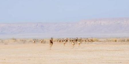 السعودية تطلق 61 كائنًا فطريًا في محمية الملك خالد الملكية