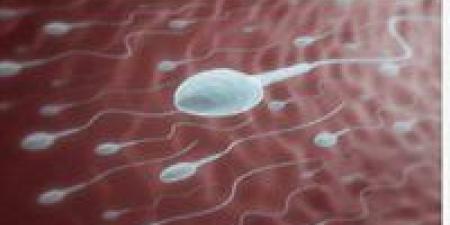 فوائد الامتناع القصير عن الجماع قبل التبرع بالحيوانات المنوية