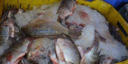 بسعر ٢٥ جنيه.. طرح أسماك طازجة بمحافظة الوادي الجديد