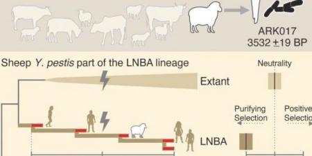 كيف انتشر الطاعون فى العصر البرونزي؟ خروف يكشف اللغز