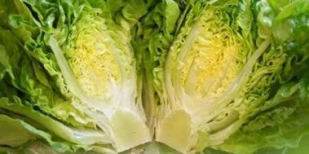 ليس طعامًا فقط.. الخس رمز القوة الحيوية عند المصريين القدماء