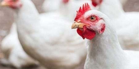 سعر الفراخ اليوم الأربعاء 1 إبريل 2026 في بورصة الدواجن والأسواق