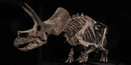 هيكل عظمى لديناصور عمره 66 مليون عام يحصد 5.5 مليون دولار فى مزاد إلكترونى