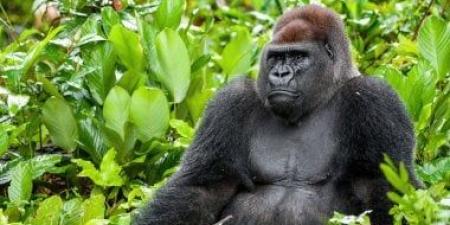 القردة العليا.. ما علاقتهم بالبشر؟