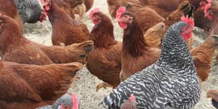 سعر الفراخ البيضاء والساسو اليوم الإثنين 6 إبريل 2026 في مصر