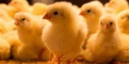 سعر الكتكوت البلدي في أسواق محافظة الإسكندرية اليوم 6 أبريل