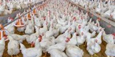 شعبة الدواجن: تراجع الأسعار بنسبة 30%.. الكيلو بـ و73سعر الكيلو في المزرعة