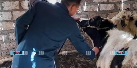 لجان للكشف على الماشية بالسونار في المنوفية