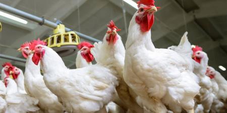 "بيطري السويس" يُنفذ أعمال تقصي ميداني لمزارع الدواجن