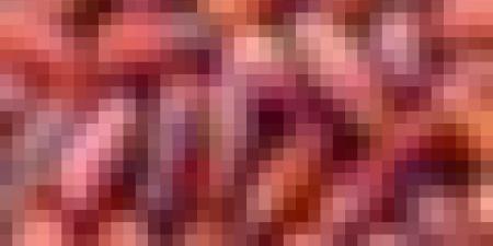 موسم قياسي وانتعاش فلاحي.. ورقلة ترفع إنتاج التمور إلى أكثر من 920 ألف قنطار