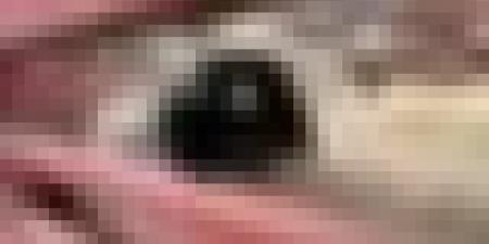 تكثيف التحضيرات لاستقبال وبيع الأضاحي المستوردة تحسبا لعيد الأضحى