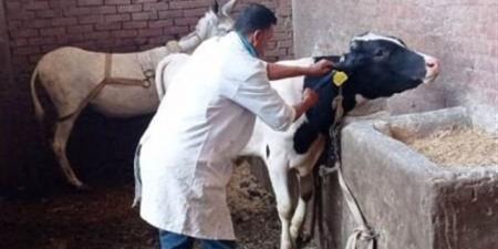 صرف أسمدة وتواصل حملات تحصين الماشية وتجديد تراخيص الثروة الحيوانية بالجيزة