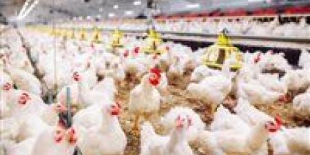 هدوء مفاجئ في أسعار الفراخ اليوم.. استقرار شامل يسيطر على الأسواق بعد موجة تراجع