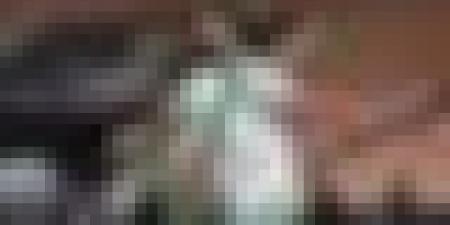 بالفيديو.. رياض محرز يحسم قمة الدحيل بهدف رائع في الوقت القاتل