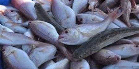 أسعار الأسماك والمأكولات البحرية بأسواق محافظة الغربية اليوم الثلاثاء 14 إبريل 2026