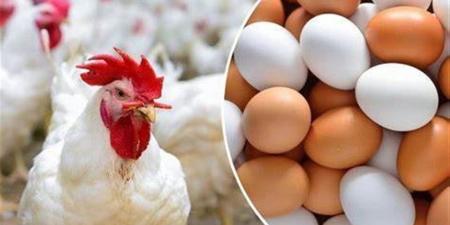 أسعار الدواجن والبيض بأسواق البحيرة اليوم الخميس