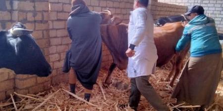 تنظيم ورشة عمل لتأهيل أطباء بيطريين لتحصين وتعقيم كلاب الشوارع