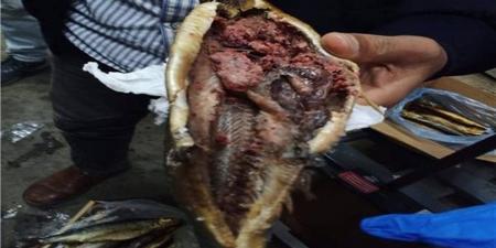 ضبط 2.31 طن أسماك لوت وسلطان فاسدة في كفر الشيخ