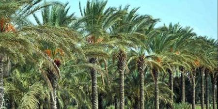 "اتحاد المصدرين" ينفذ برنامجا تدريبيا لمعاملات ما بعد الحصاد لنخيل البلح بـ7 محافظات