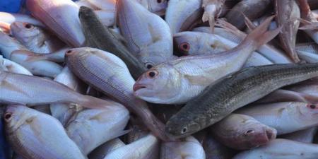 أسعار الأسماك والمأكولات البحرية في محافظة القاهرة اليوم الأحد 19 أبريل 2026