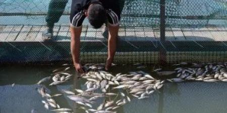 نفوق 300 طن من الأسماك بالعراق فى غضون ساعتين بسبب تلوث مياه نهر دجلة