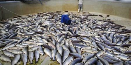 جهاز حماية البحيرات: مصر ضمن أفضل 10 دول عالميًا في الاستزراع السمكي