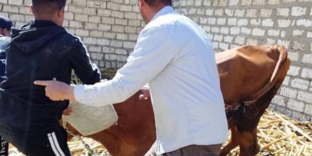 لمكافحة الطفيليات.. الخدمات البيطرية بالقليوبية تنفذ لجان رش مجانية للحيوانات بشبين القناطر