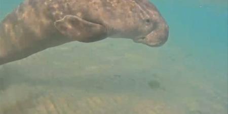 "عروس البحر" يظهر بسفاجا.. محميات البحر الأحمر تتابع صغير "الدوجونج" الذى فقد أمه