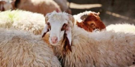 دليل أسعار الأضاحي 2026 في الأسواق المصرية مع قرب حلول العيد