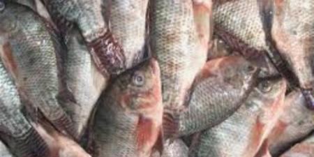 أسعار الأسماك والمأكولات البحرية في أسواق الوادي الجديد اليوم الخميس