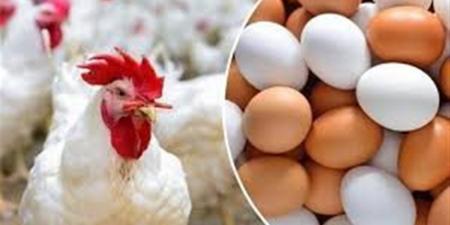 أسعار الفراخ اليوم الخميس 23 أبريل 2026 في بورصة الدواجن