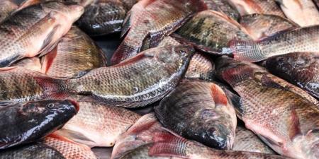 أسعار السمك اليوم الجمعة 24 إبريل 2026 بسوق العبور والأسواق