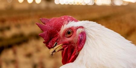 سعر كيلو الفراخ البيضاء اليوم 26 أبريل 2026 من بورصة الدواجن