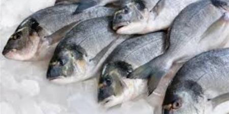 أسعار الأسماك الطازجة بأسواق الوادي الجديد