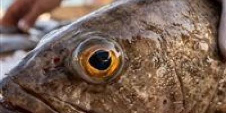 "أكتشفي الطازج من الفاسد ".. 5 علامات ذهبية دليلك لاكلة سمك شهية