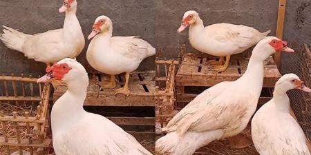 أسعار البط والكتاكيت في أسواق الغربية اليوم الأربعاء 29 أبريل 2026