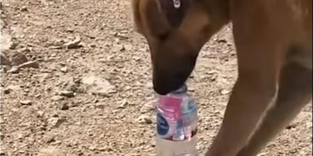 بمهارة عالية.. كلب يشرب بمفرده من زجاجة المياه (فيديو)