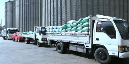 منذ بدء الموسم.. توريد 19870 طن قمح حتى صباح اليوم بمحافظة البحيرة