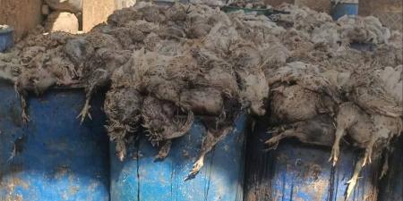 "تموين الصف": ضبط دواجن نافقة و30 شيكارة دقيق مدعم قبل تهريبها للسوق السوداء