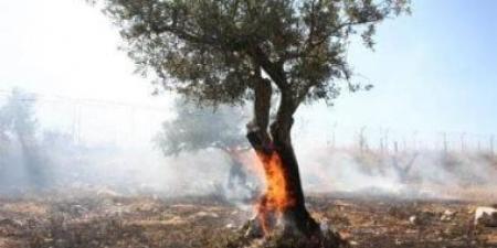 مستوطنون يحرقون أشجار زيتون فى برقا شرق رام الله
