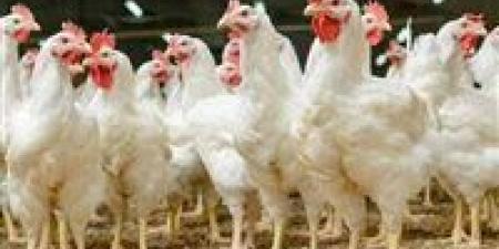 عاجل.. أسعار الدواجن بالأسواق اليوم السبت