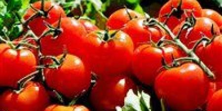 الطماطم تولع السوق.. أسعار الخضار تقفز بشكل مفاجئ