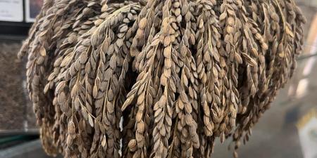 سعره يتخطي الـ 600 جنية .. الأرز الأسود قيمة غدائية وعلاجية علي مائدة المصريين