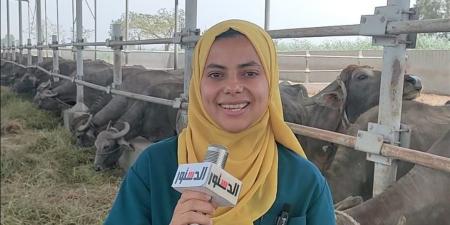 طبيبة بيطرية توضح التغذية الصحيحة للحفاظ على وزن الأضحية قبل الذبح (فيديو)