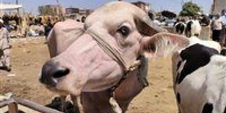 هل يجوز تناول الكبدة والعكاوي ساخنة فور ذبح الأضحية؟.. عبد المنعم خليل يُجيب