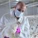 نفوق
      12
      ألف
      طائر..
      العراق
      يسجل
      إصابات
      بإنفلونزا
      الطيور
      بين
      الدواجن