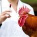 تفشي
      إنفلونزا
      الطيور
      "H5N1"
      في
      العراق..
      تحذيرات
      وإجراءات
      احترازية
      مشددة