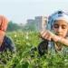 شبرا
      بلولة..
      القرية
      المصرية
      التي
      تُعطّر
      العالم
      بالياسمين