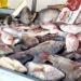 أسعار الأسماك الطازجة بأسواق الوادي الجديد اليوم السبت 29 نوفمبر